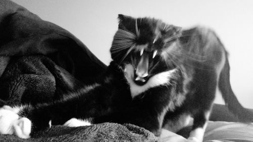 Close-up of cat resting on bed