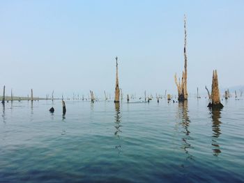 Dead trees in river against clear sky