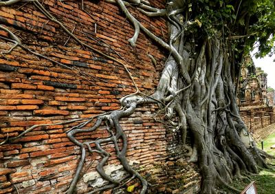 Close-up of tree trunk against brick wall