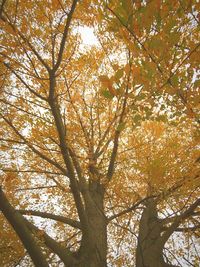 Low angle view of tree