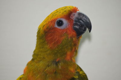 Close-up of a parrot