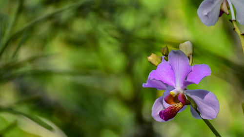 Close-up of purple flowering plant