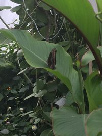 Close-up of green plants growing on tree