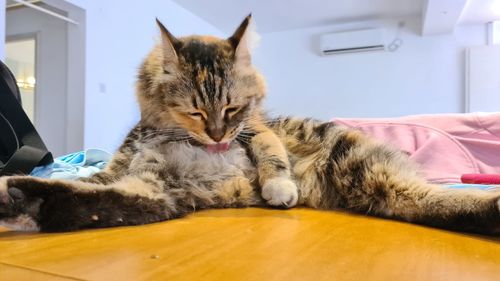 Cat lying on bed at home