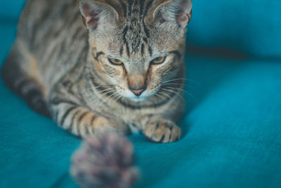 Close-up portrait of a cat