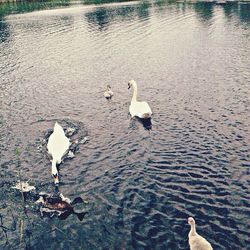 Birds in calm water