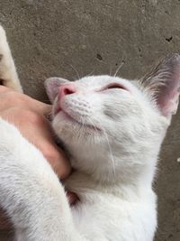 Cropped hand of person touching cat