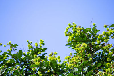 Low angle view of plants against clear blue sky