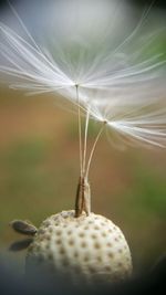 Close-up of plant against blurred background