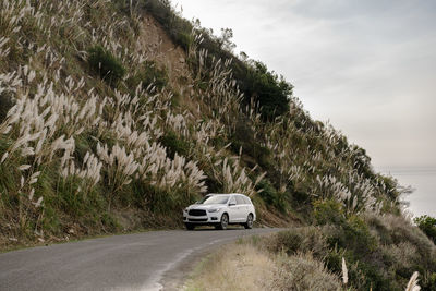 Car on road amidst trees against sky