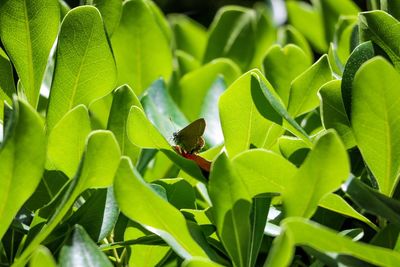 Close-up of insect on plant