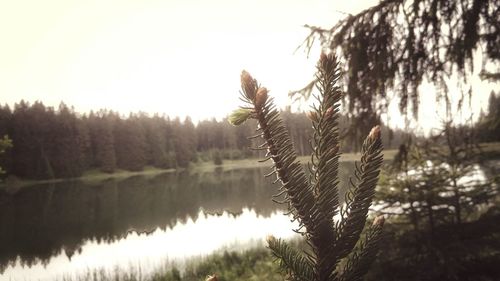 Reflection of trees in lake