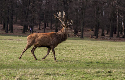 Deer in a field