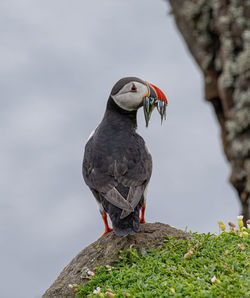 Close-up of bird perching on a tree