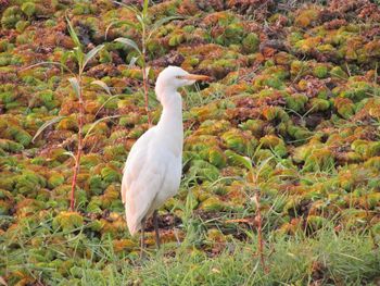 Side view of a bird on land