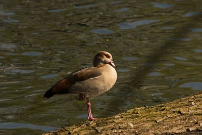 Duck on lake