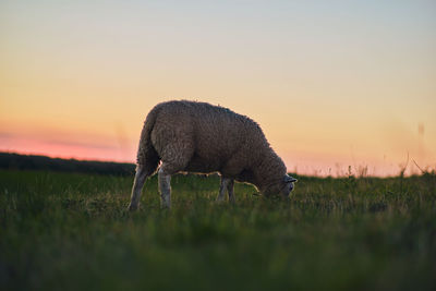 Horse grazing on field against sky during sunset