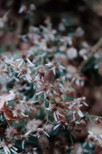 High angle view of flowering plant on field