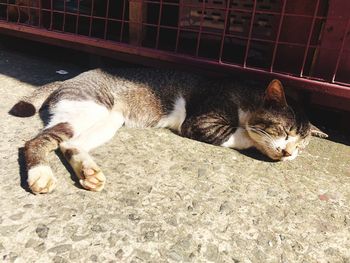 Close-up of cat sleeping