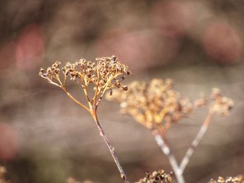 Close-up of wilted plant on field