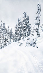 Snow covered pine trees against sky