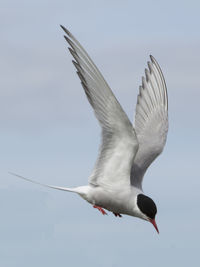 Close-up of bird flying against sky