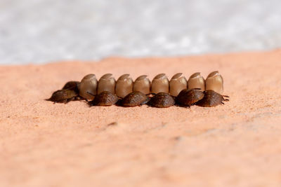 Surface level of sand on beach