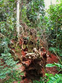 Trees in forest