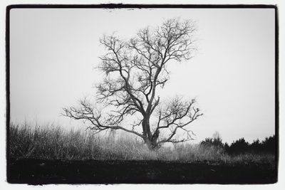 Bare trees on field