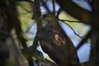 Low angle view of eagle perching on tree