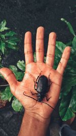 Cropped hand holding beetle over plants