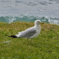 Close-up of seagull on grass by lake