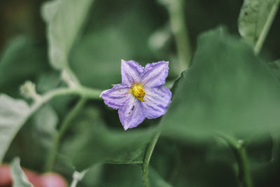 Close-up of purple flowering plant