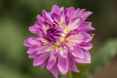 Close-up of pink flower