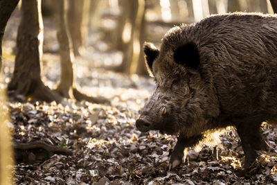 Close-up of boar on field