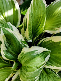 Full frame shot of vegetables