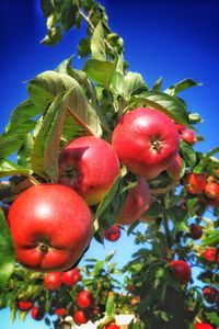 Close-up of cherries on tree