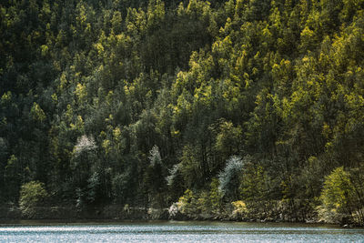 Scenic view of lake in forest