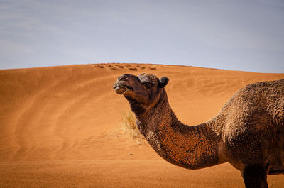 View of a horse on sand