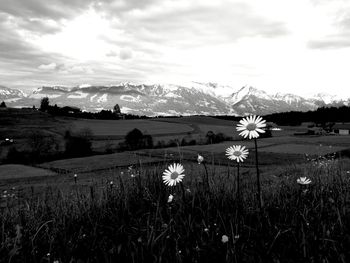 Scenic view of flowering plants on field against sky