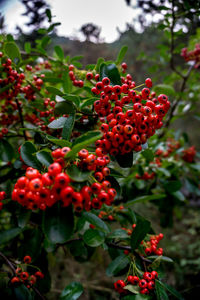 Close-up of red berries on tree