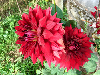 Red flowers blooming in park