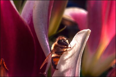 Close-up of insect on flower