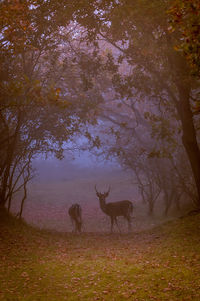 Horses on field in forest