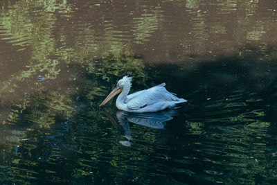 High angle view of duck swimming in lake