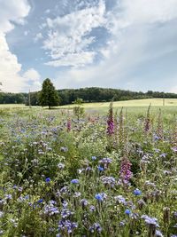 Purple flowering plants on field against sky