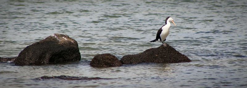 Bird swimming in sea