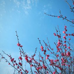Low angle view of trees against blue sky