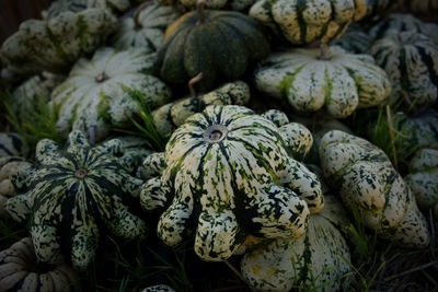 Full frame shot of pumpkin