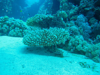 Fish swimming in sea